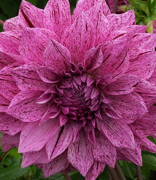 Dahlia - Samoan Prince