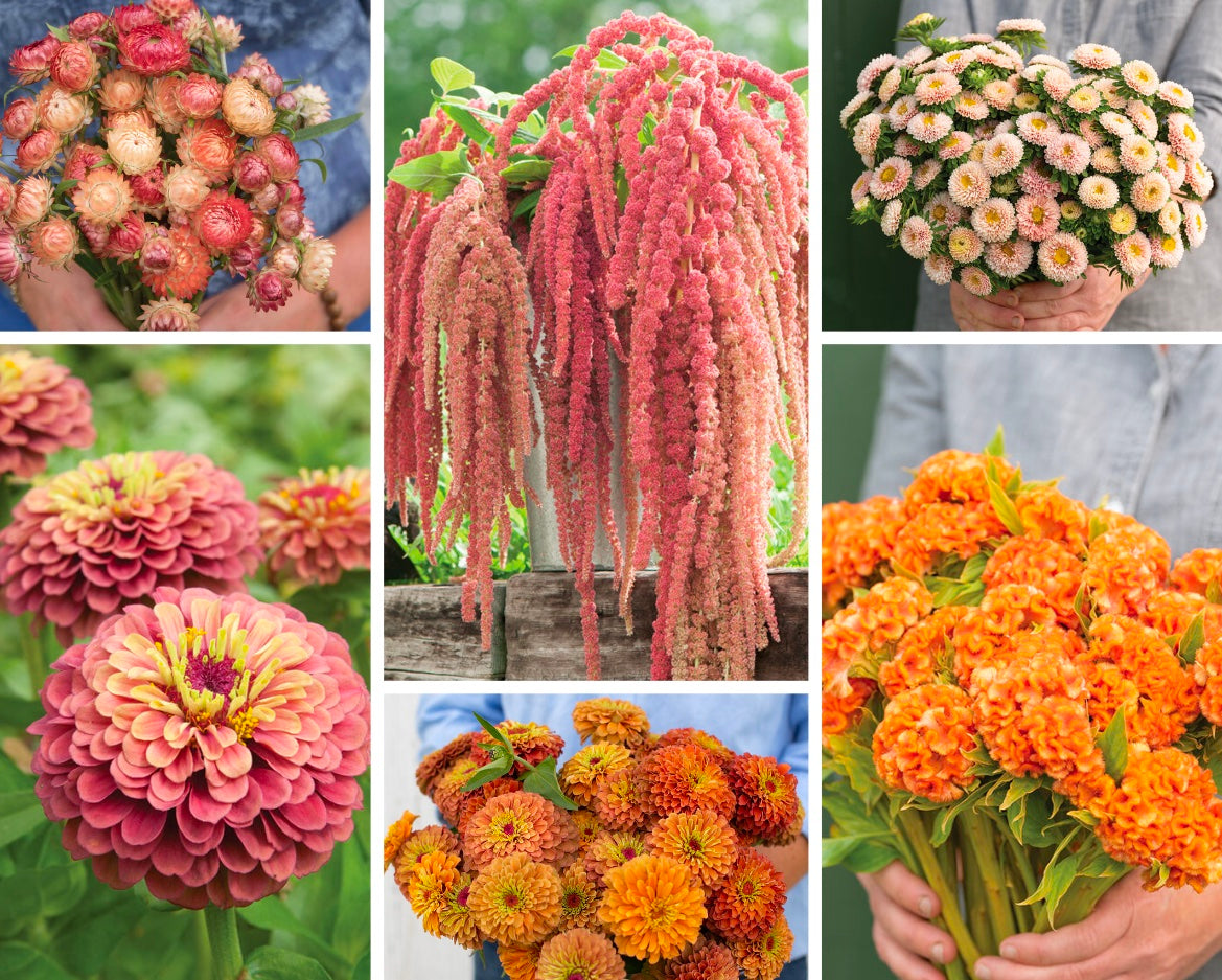 Seeds to Grow with Dahlias - Sunset Collection