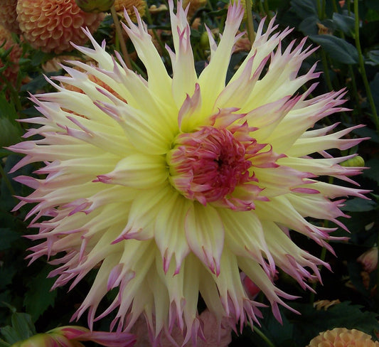 Dahlia - Tioga Autumn