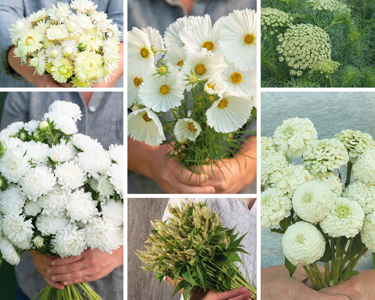 Seeds to Grow with Dahlias - White Collection