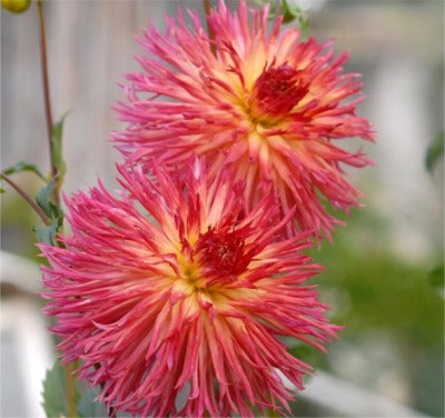 Dahlia - Aitara Bronwyn (NA 2025)