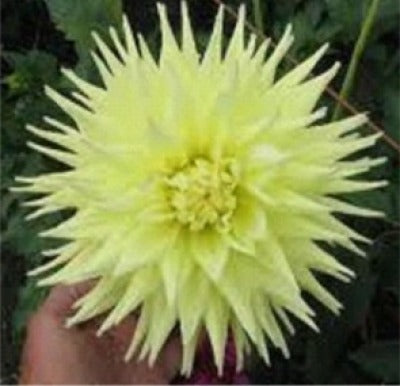 Dahlia - Aitara Majesty (NA 2025)