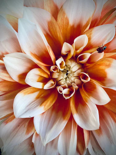 Dahlia - Cornflake