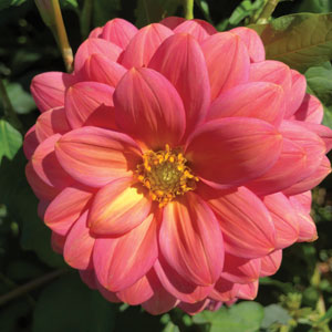 Dahlia - Dainty Sue