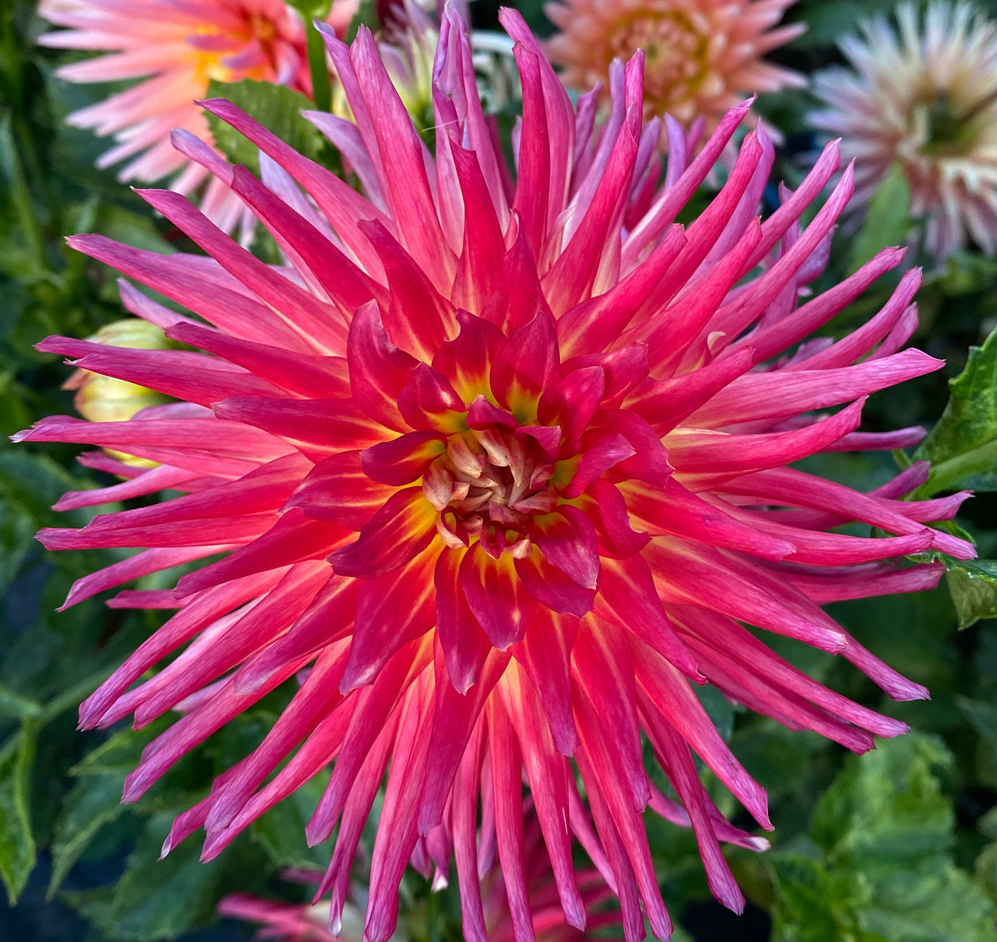 Dahlia - Devon Caress