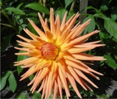 Dahlia - Formby Elite