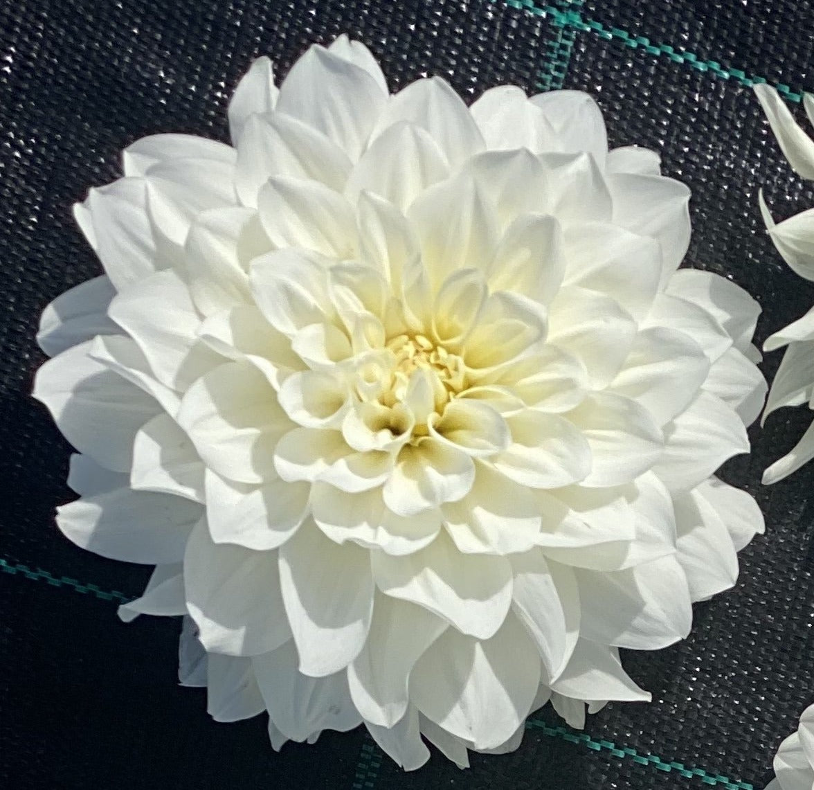 Dahlia - Earl