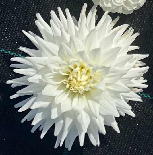 Dahlia - Clearview Tammy